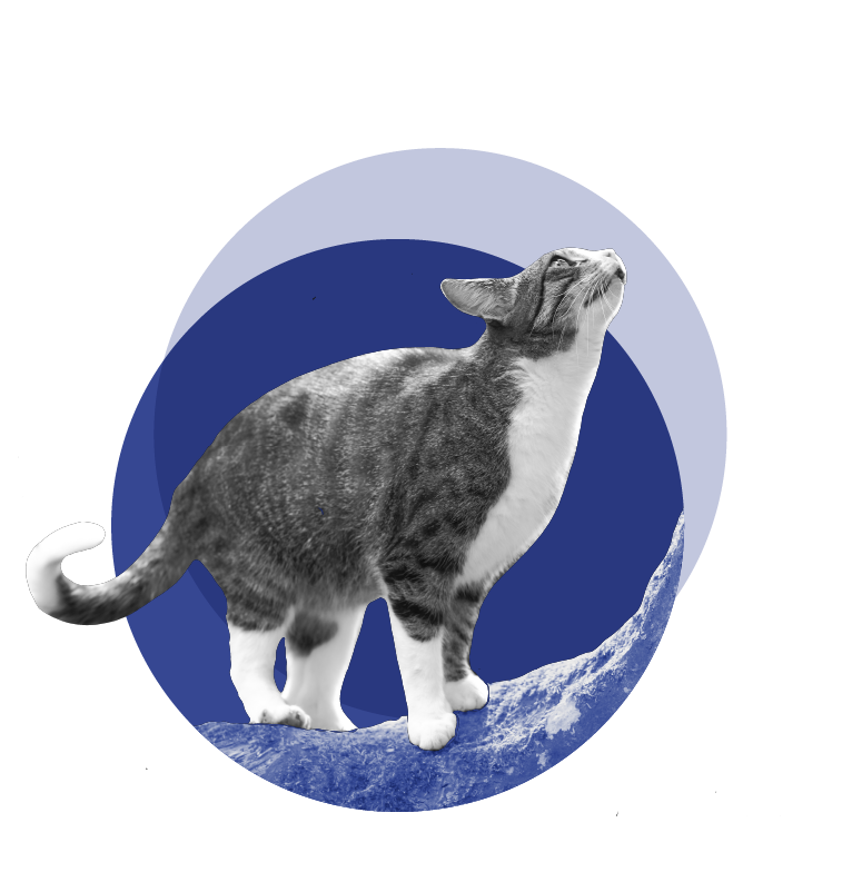 Indépendant comme un chat