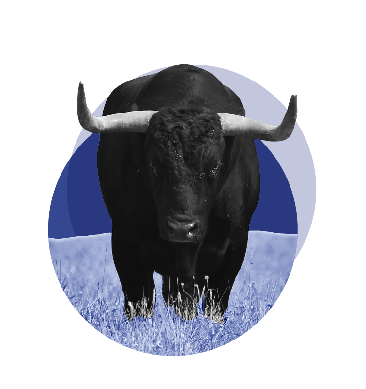 Engagé comme un taureau